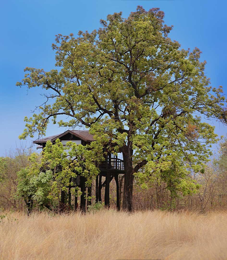 Pench Tree Lodge — Madhya Pradesh • India
