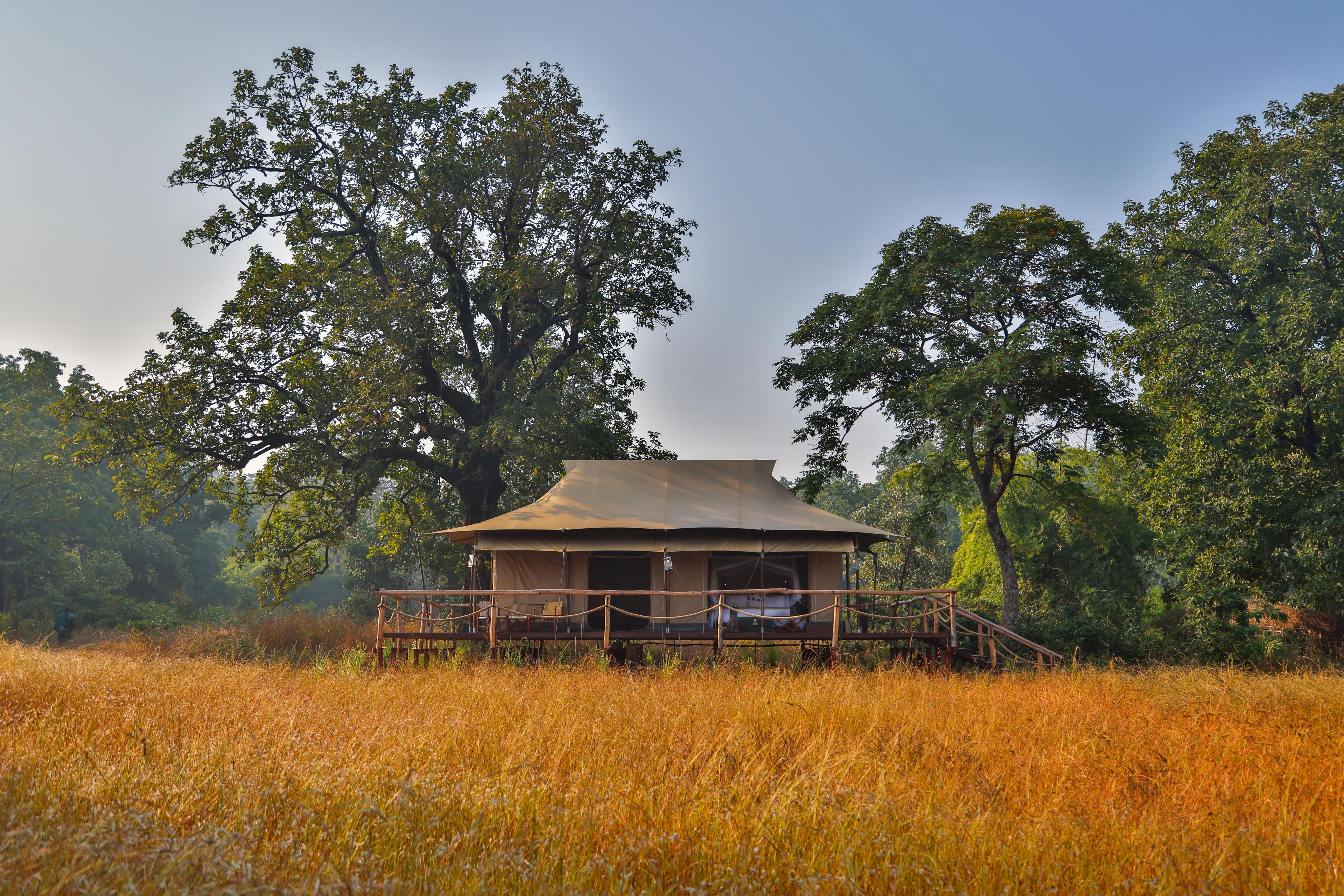The Untamed Bandhavgarh — Madhya Pradesh • India