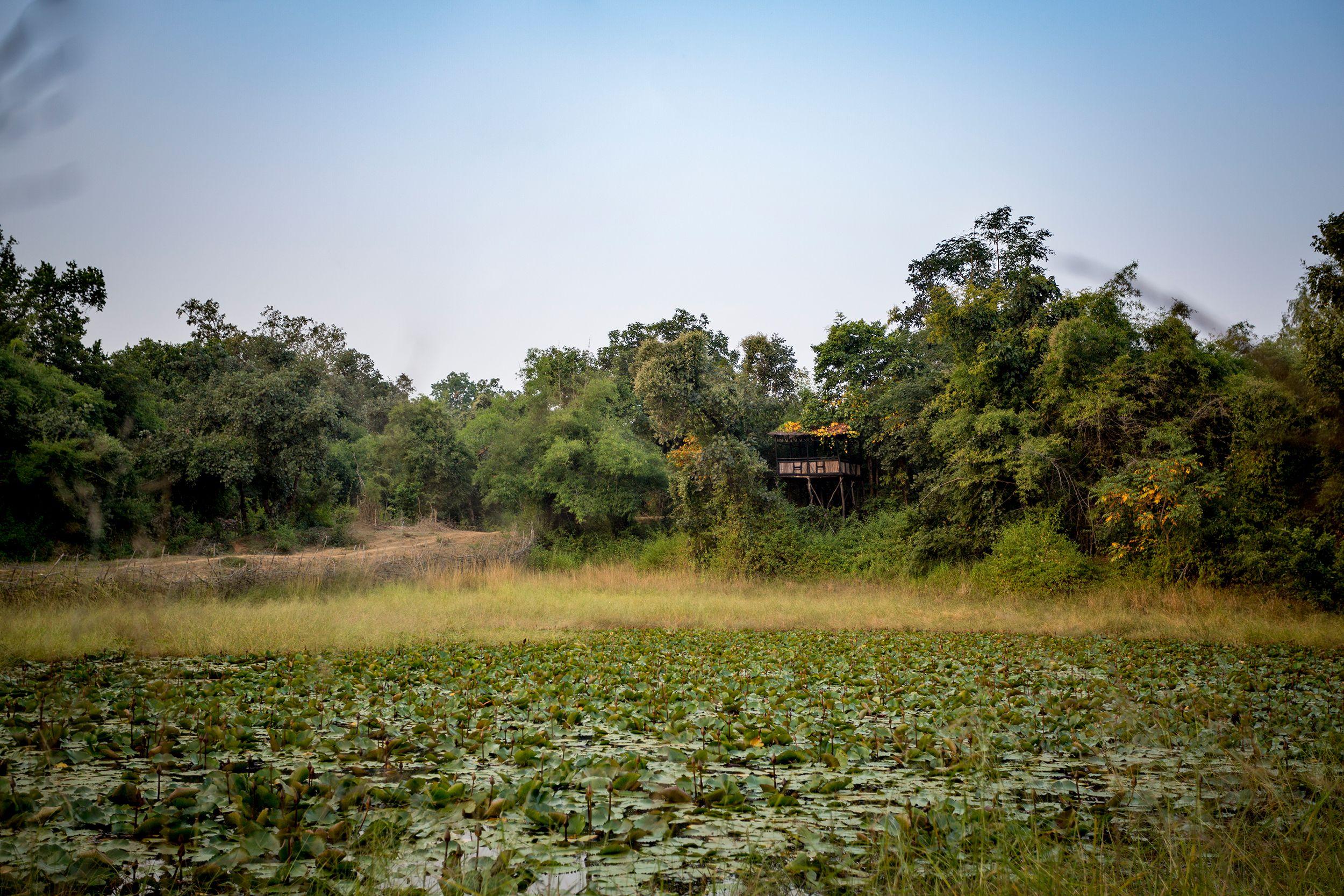 Tree House Hideaway — Madhya Pradesh • India