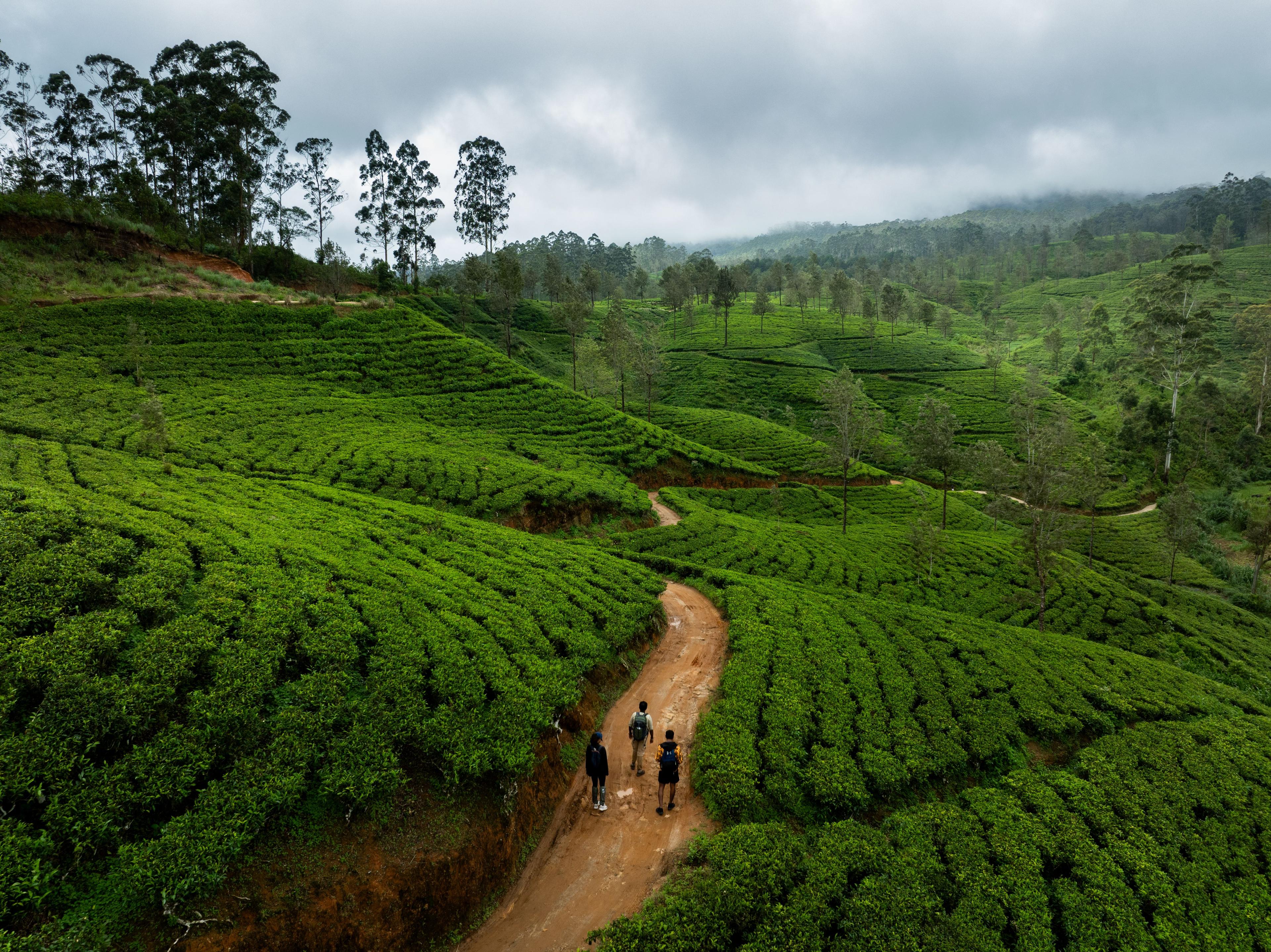 Explore and Learn About a Working Tea Estate with Ceylon Tea Trails