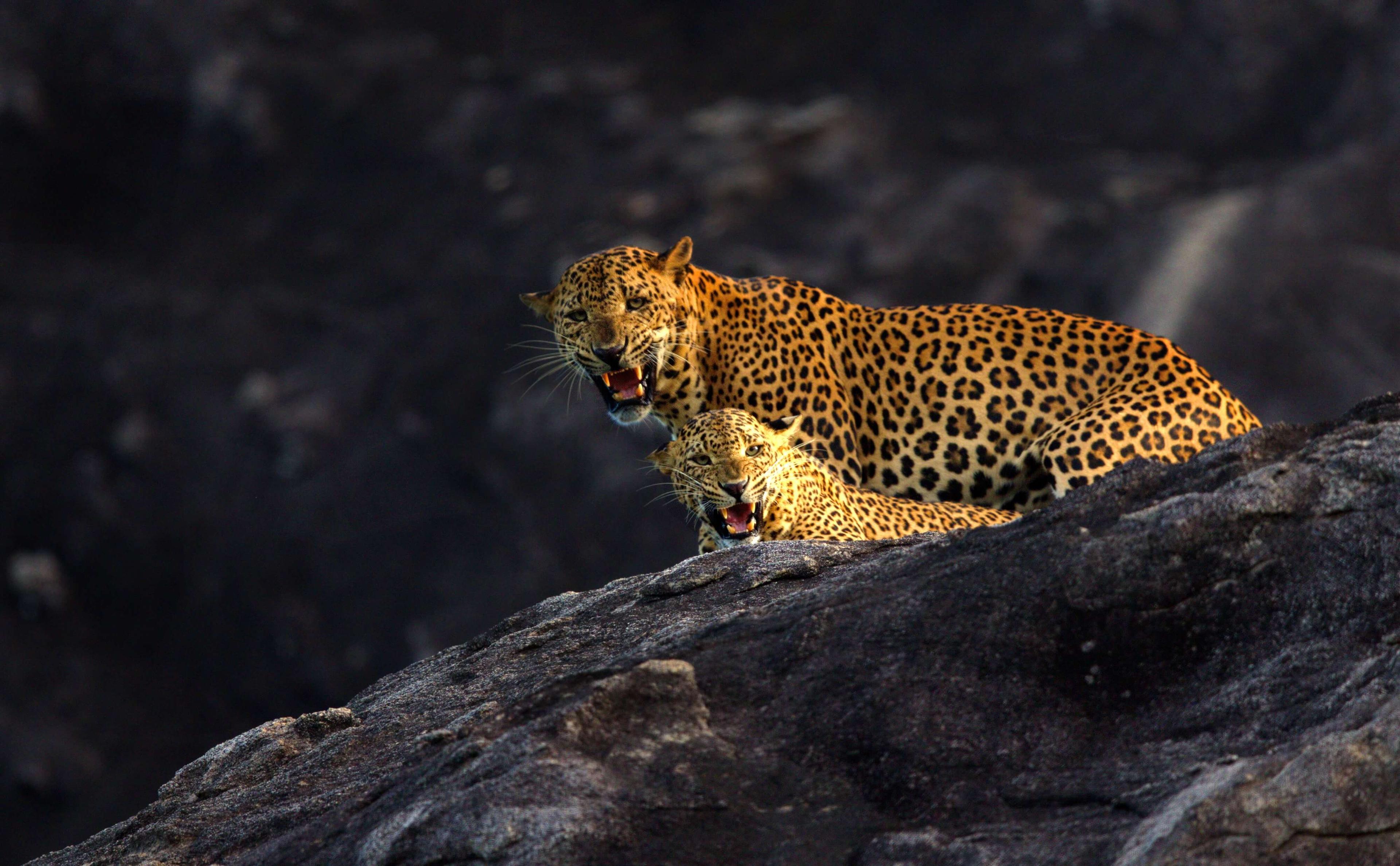 Explore the Wildlife and Rich Heritage of Sri Lanka with Wild Coast Tented Lodge